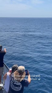 Up close and personal with a BIG Humpback whale! 🐋💙 An unforgettable encounter right here off our coast — these gentle giants never fail to amaze. Moments like these remind us why we love being out on the ocean every day! 🌊✨ #HumpbackWhale #WhaleWatching #OceansideAdventures #WhaleEncounters #OceanMagic #ExploreOceanside #WildlifeWonder | Oceanside Whale Watching