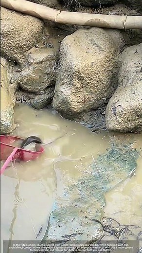 Don't Grab This Fish Barehanded ! How to Catch a Spiky Wild Loach Safely