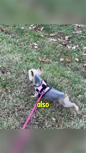 Why Dogs Kick After Pooping (It’s Not What You Think) #shorts