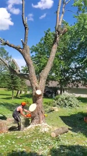 FELLING MAPLE BETWEEN TWO HOUSES! #arborist #tree #arboriculture #mapletree #husqvarna