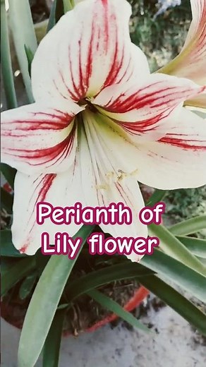 Exploring the Perianth of a Lily Flower | Nature's Beautiful Petal Structure #biology #viralvideo
