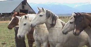Horses Get In Line To Meet A Tiny Miniature Stallion