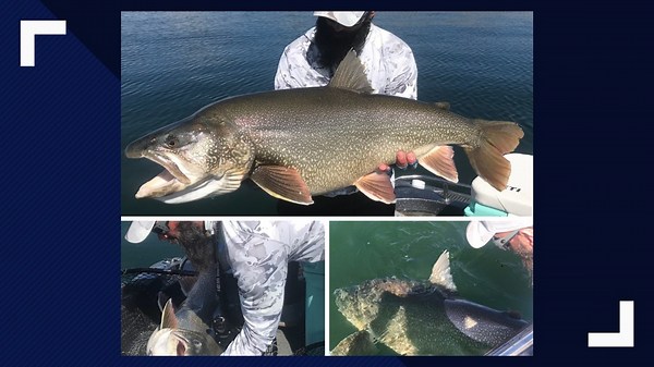Colorado man now has Utah record after catching 48” lake trout