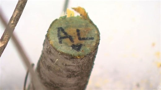 Waukesha County buckthorn removal, heartbreak-healing habitat