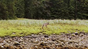 After a fruitful night of salmon fishing, this coastal wolf, well adapted to the rugged Pacific coastline, heads home. Unlike mainland wolves, coastal wolves thrive on the abundance of marine resources like salmon, clams, herring eggs, and stranded marine mammals, carving out a unique position in the ecosystem. One of the defining characteristics of coastal wolf behaviour is their relatively small home ranges compared to their inland counterparts. This is a direct reflection of the abundant food