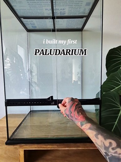 Creating My First Paludarium: A Journey of Growth