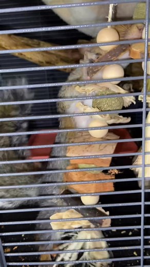 76 reactions · 15 comments | These two Eastern Grey Squirrel sisters...