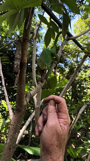 Check out this incredibly unique animal - the Parsons Chameleon also has an ununsual way of feeding! #chameleon #unique #conservation #forest #fyp #followers #ivancarter #education #makingadifference #tik #tok #reels__tiktok #madagascar