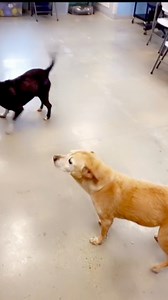 ✨ A New Beginning for Our Beloved Connie and Jack ✨ Today, we share a bittersweet but heartwarming story about two very special residents who have been with us through thick and thin—Connie and Jack. They’re on their way to Pepper’s Senior Dog Sanctuary, where they will be loved and cherished in their golden years. They left today and will arrive at the rescue on Tuesday, ready to start their next chapter! Connie’s Story: Connie has been part of our shelter family for over a decade. She arrived 