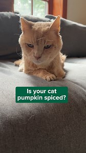 3 comments | Is your pet pumpkin spiced? Here are the signs. | NUTRO Pet Food | Facebook