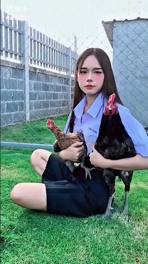 Understanding Chicken Reproduction (Educational)#shorts #birds #assel #pets #animals