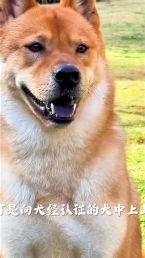 Met at First Sight, Grew to Love: The Heartwarming Journey with a Chinese Village Dog