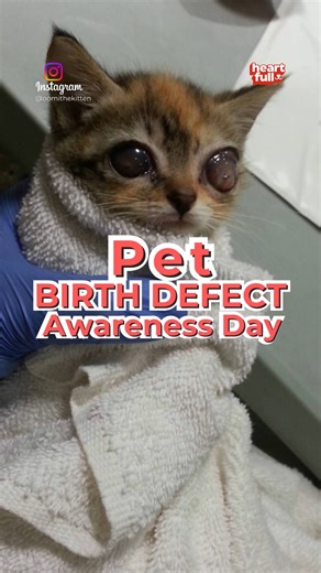 September 13 is Pet Birth Defect Awareness Day. Let's embrace and cherish our furry friends with unique needs, showing them the love and care they deserve. Every pet, regardless of their differences, adds immeasurable joy to our lives. 🐾❤️#pet #cute #love #RescueDogs #MakingADifference #puppy #petbirthdefect #petbirthdefectawareness | iHeartDogs
