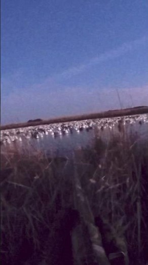 Snow goose jump shoot! #spring #duck #hunting #outdoors #foryou #subscribe