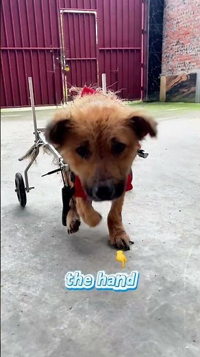 Thank You, Kind Stranger — Disabled Dogs Run Again with Dog Wheelchairs