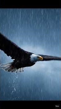 "The Eagle: Unstoppable. Unshakable. Unbothered. 🦅"