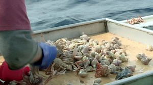 Did you know whelk used to be a popular street food in London? Learn all about these slippery sea snails from the b’ys aboard the Crewshell Chill. Video edited by Travis James Teakle. | Cold Water Cowboys