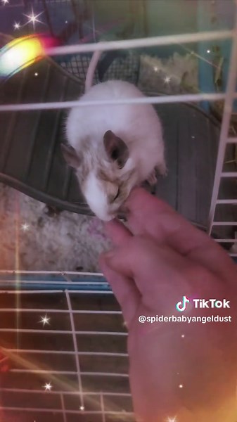 My new baby degu, Rusty. My other Degu, Remmy passed away a couple of months ago but I was too sad to post anything. he was very old and I knew it was coming, but it still hurt 😔 #rainbowbrid #newbaby #degu #petsoftiktok #pets #fyp #animals #rodents #cute