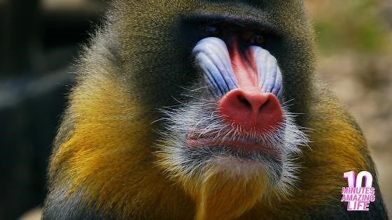 A mandrill reacted calmly on camera