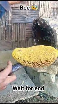 honey 🍯 bee 🐝 | you also watch and learn | see how much I got😊 honey bee 🐝| #shorte #natural #bee