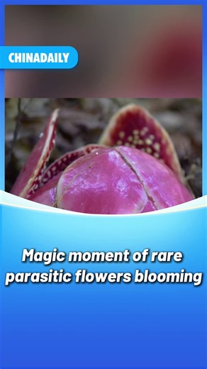 Watch the magic moment of rare parasitic #flowers blooming, which was recorded by time-lapse photography in Southwest China's #Yunnan province. | China Daily