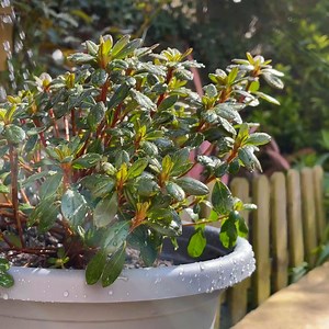 101K views · 314 reactions | How perfect is this weather for potting some plants in the garden? 朗 If you need a hand, we have a step by step guide right here  | Wilko | Facebook