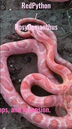 #ftrosypython&redosmanthus#RedPython#RosyOsmanthus#cookierun