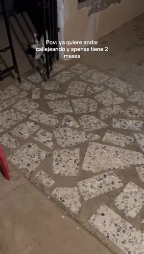 Jajajajaja neciaaaaa #fyp #parati #contenido