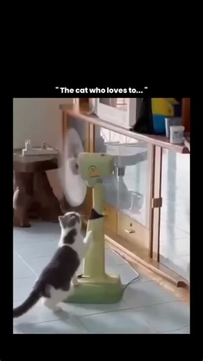 Explainer.zone on Instagram: "This video perfectly captures a fascinating example of animal curiosity and sensory learning. Cats are naturally drawn to moving objects because their vision is highly sensitive to motion—much more than to fine detail. The spinning fan triggers a cat’s prey-instinct reflex, similar to how they react to fluttering insects or moving toys. At the same time, the airflow stimulates their whiskers, which are extremely sensitive sensory organs used to judge distance, speed