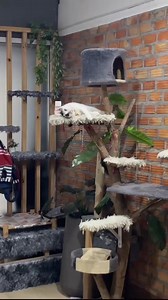 43K views · 3.8K reactions | ป๊อบคอร์น แมวเถียงเก่ง on Reels | Facebook