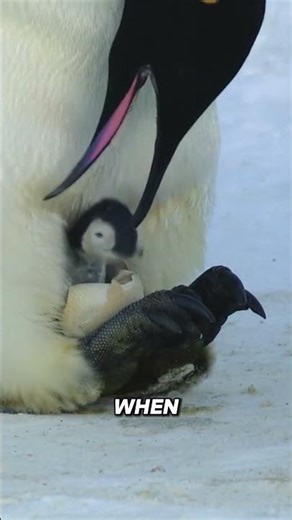 Emperor Penguin Dads Don't Eat for 4 Months Straight