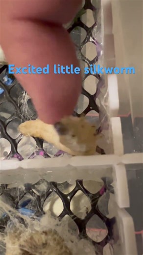 Petting a little silkworm #silk #silkworm #usa #China #fashion #happy #funny