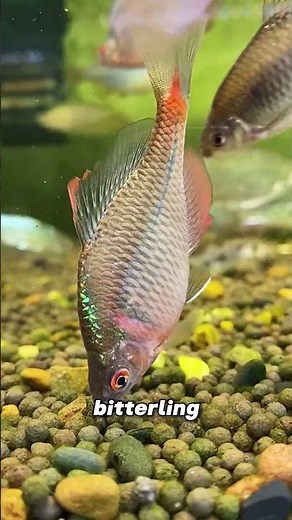 Helping Fish Have Babies!