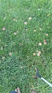 895K views · 9.9K reactions | Blo avinun ilap tasol藍藍藍藍 | IaTiroa Kinga | Facebook