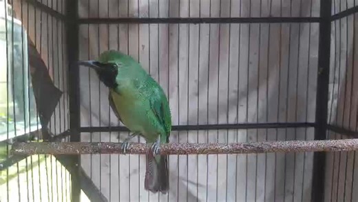 anak didik baru dagangan baru oleh