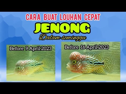 Cara buat ikan Louhan Jenong menjadi besar dalam seminggu #progreslouhan