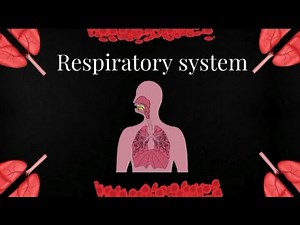 Respiratory System | How the Lungs Work (Animation) | The Air Passageway | Human Respiratory System