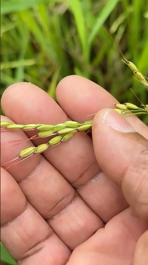 How to grow rice in the Philippine 🇵🇭 ￼