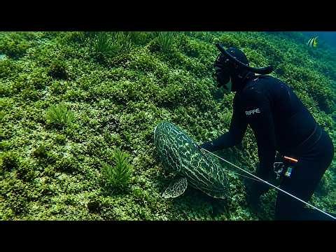 Amazing Underwater Spearfishing! Catching a Giant Fish 🐟🔴Live Fishing