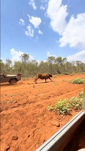 How Wild Cows Are Caught Using Hooks