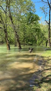 Big Spring in Van Buren, MO in flood stage on April 22, 2025 #ozarks #Missouri #nature #floatingtheozarks #river | Floating the Ozarks
