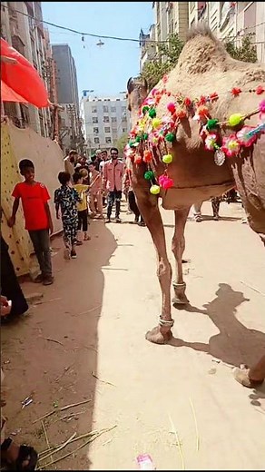 Big Camel Qurbani Preparation | Bakra Eid 2026 🐪❤️ Beautiful Qurbani Camel | Bakra Eid Vibes #shorts