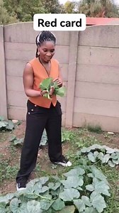 CR7 red card | Margret Mhiti