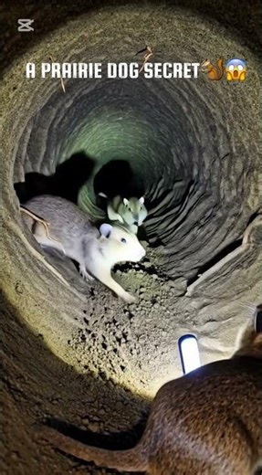 This prairie dog just revealed a hidden underground world😱🐿 #wildlife #prairiedogs #prairiedog