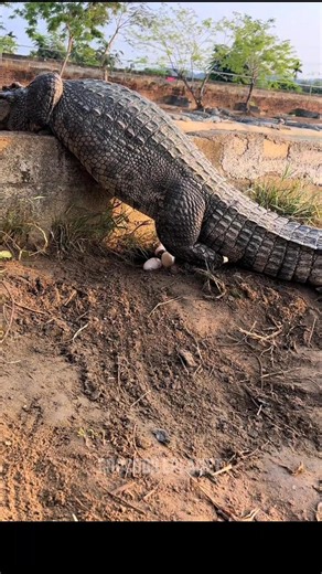 Collecting Giant Crocodile Eggs! 🥚🐊 | Rare Wildlife Discovery| #crocodileplanet #wildlife