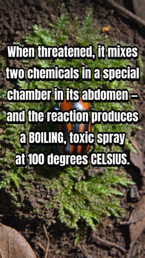 This Beetle Shoots Boiling Acid at Its Enemies #shorts #animals #science