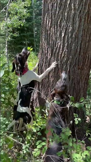 BLOW UP BEAR RIG! #dogs #hounds #mountains #huntingdog #wildlife #oso #animals #bears #rig #bearhunt