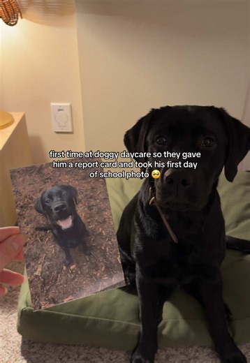 First day of doggy daycare for Ford 🥹 met so many new friends!!! #doggydaycare #puppylove #dogsoftiktok #blacklab