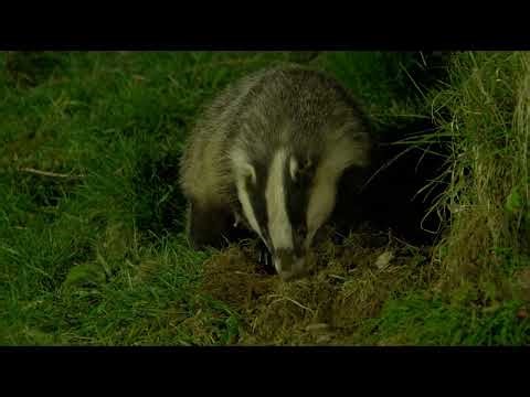 Haweswater Cam: Spotted by a Badger