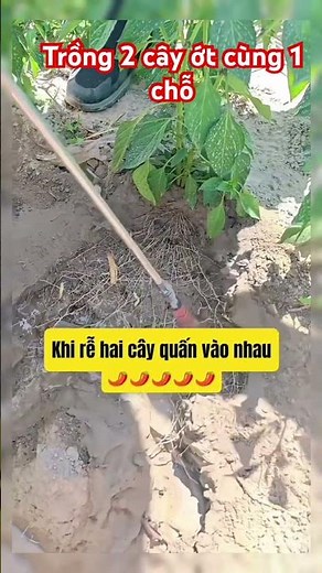 The secret to planting two chili plants in the same spot to double the yield | Planting tips